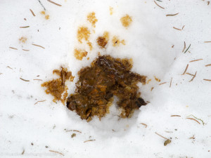 Durchfall-beim-Hund.jpg
