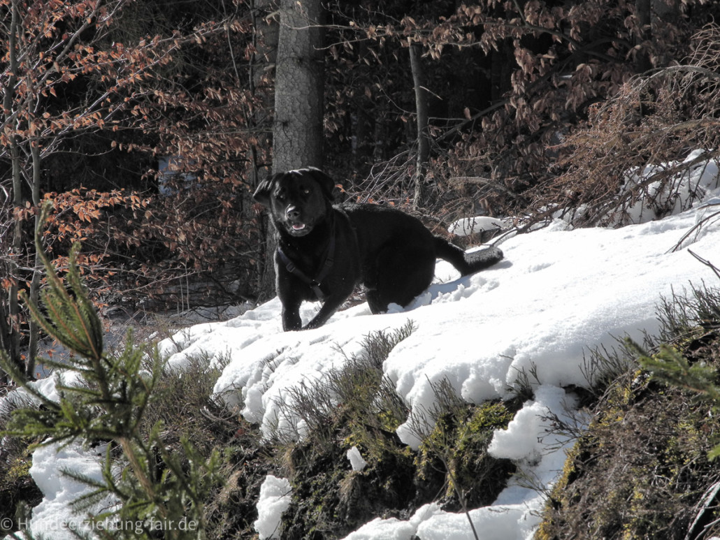 Labrador im Wald