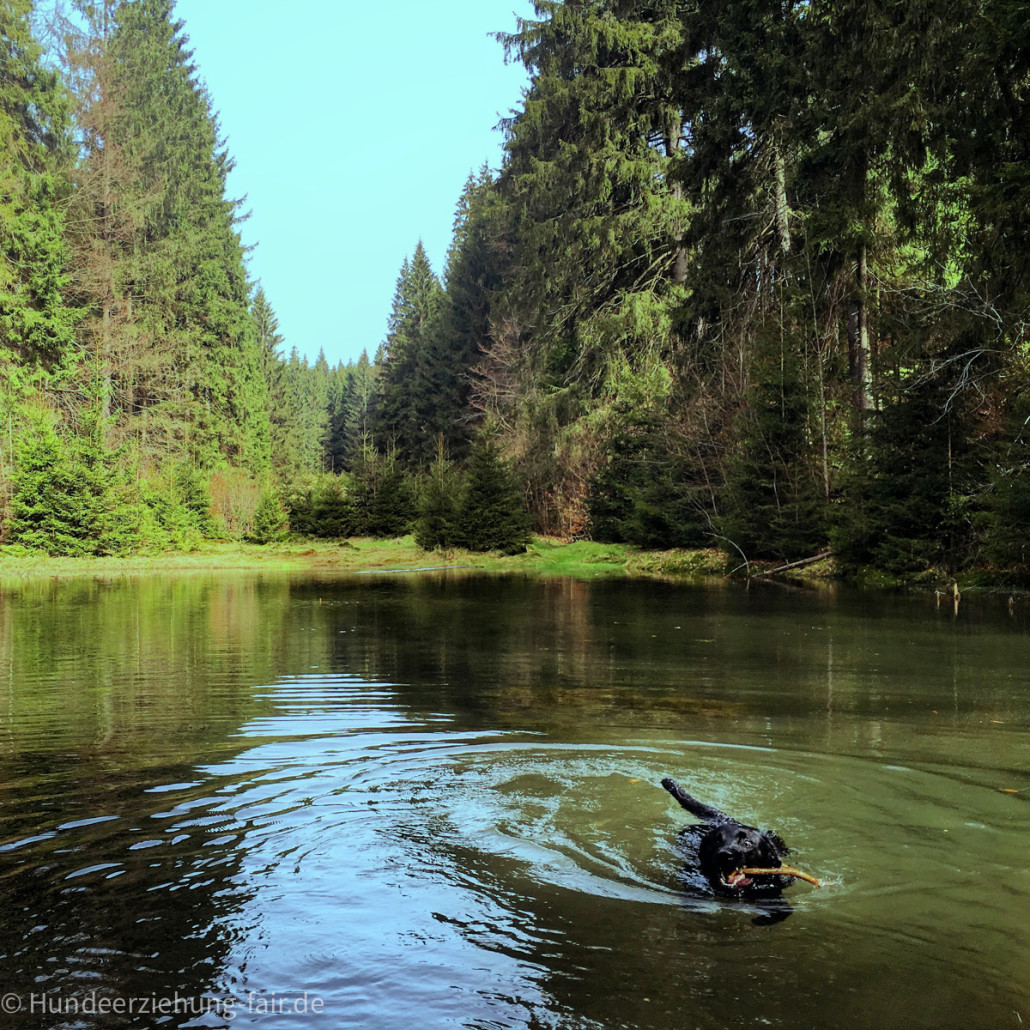 Labrador-im-Waldsee.jpg