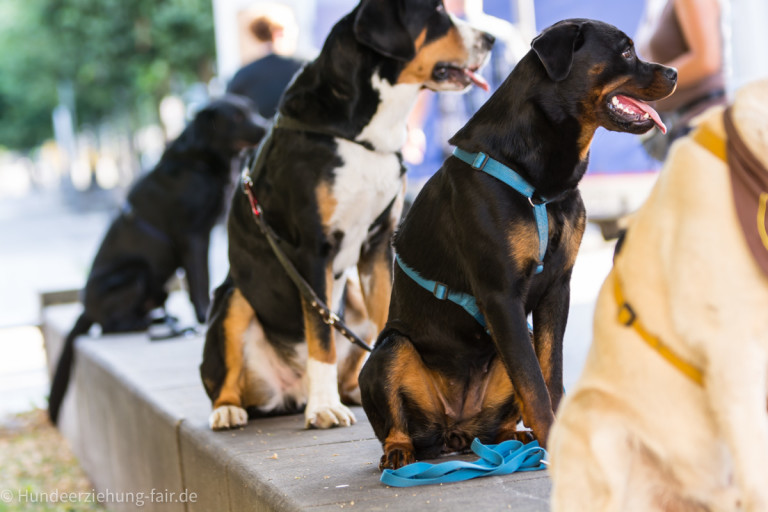 mit Hunden trainieren