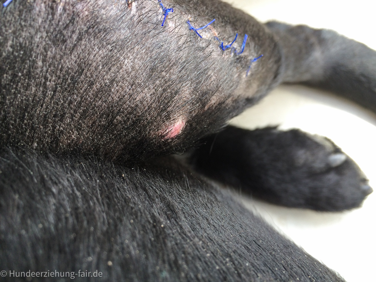 Kreuzbandriss beim Hund mögliche Symptome hundeerziehungfair.de