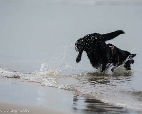 Unser Labrador im Meer