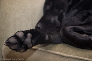 Labrador schläft auf dem Sofa