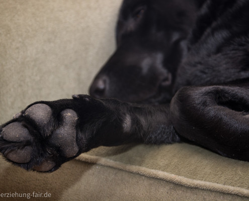 Labrador schläft auf dem Sofa