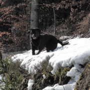 Labrador im Wald