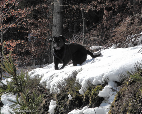 Labrador im Wald