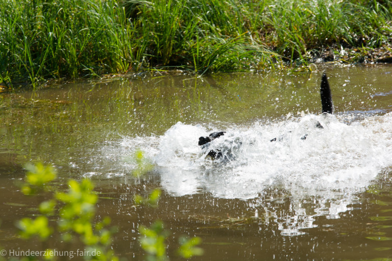 Labrador mag Wasser