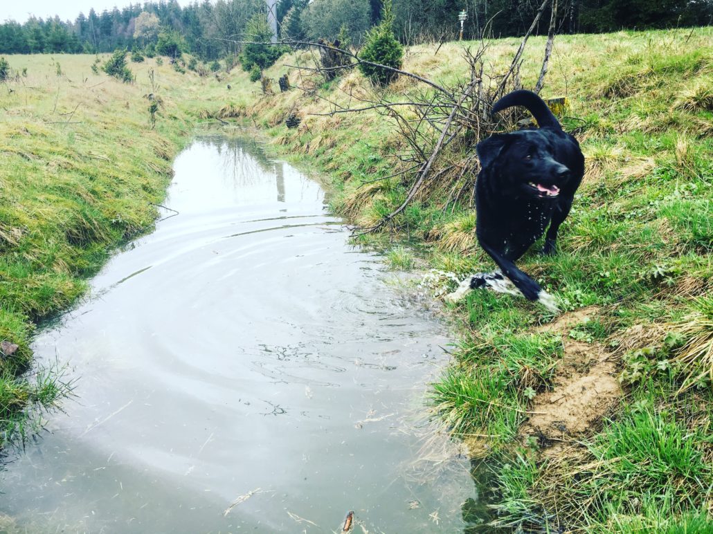 Labrador-am-wasser