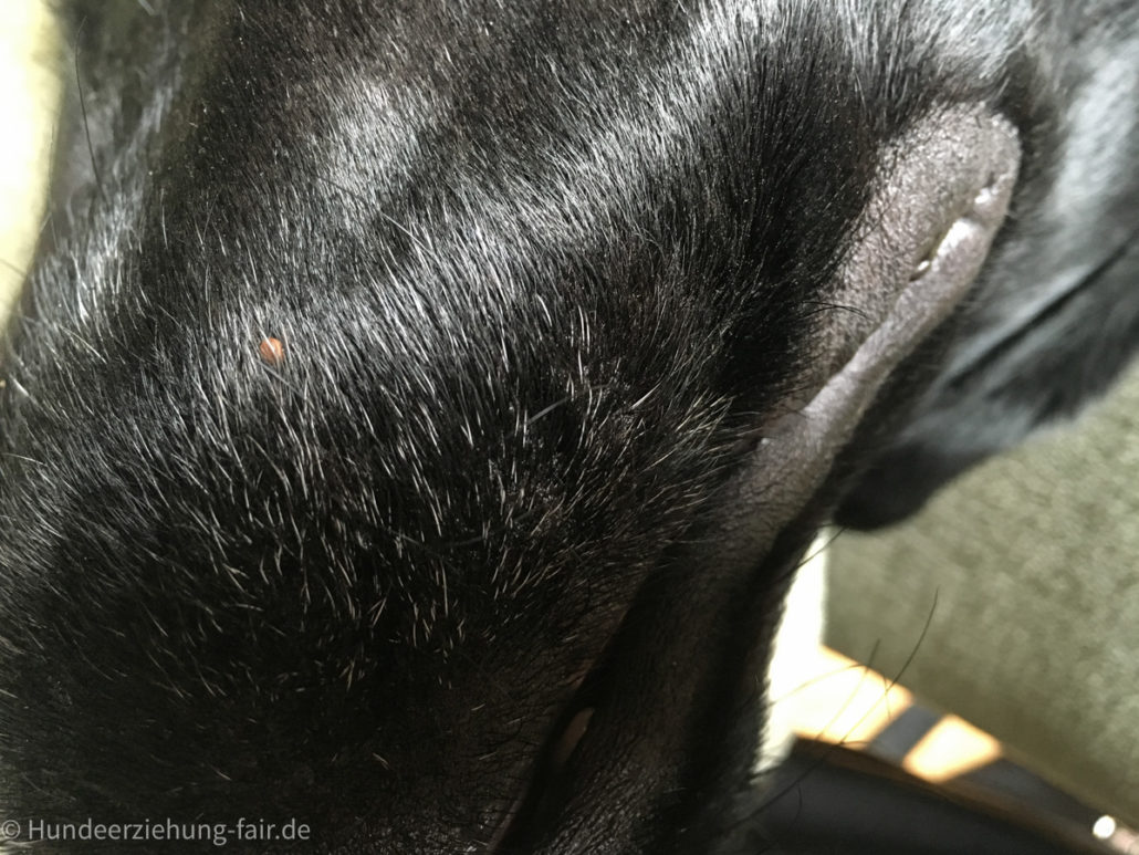 Zecken beim Hund Zecken_beim_Hund.jpg