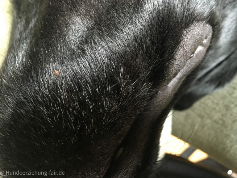Zecken beim Hund - Bild