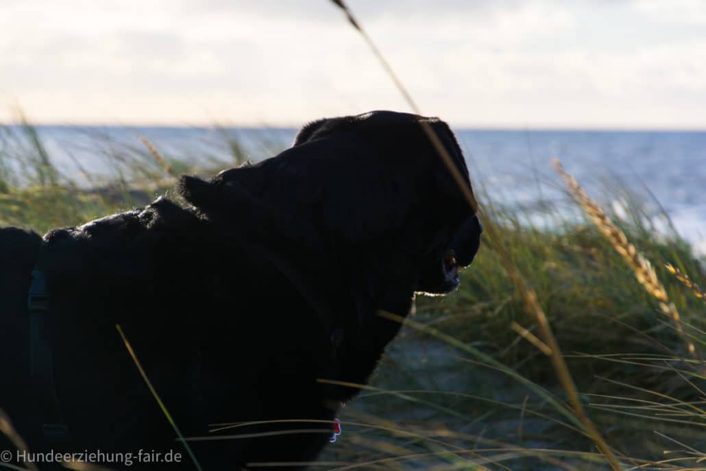 Labrador am Meer