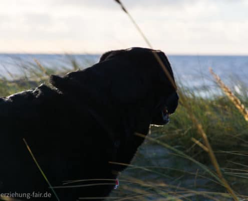 Labrador am Meer