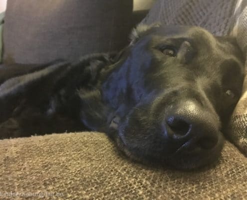 Hund auf dem Sofa